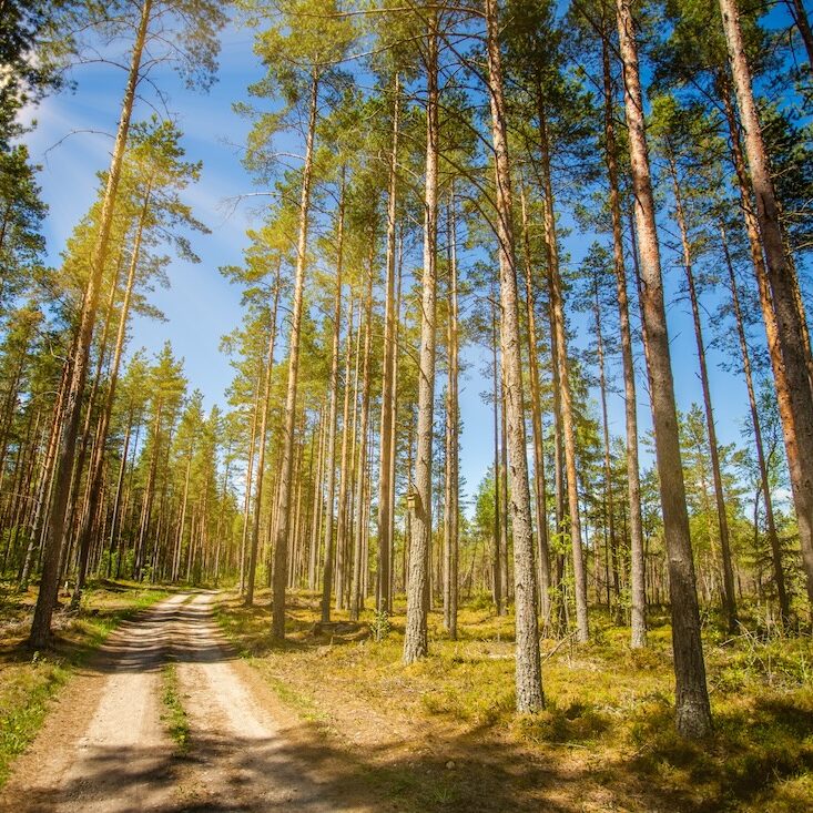 metsävakuutus